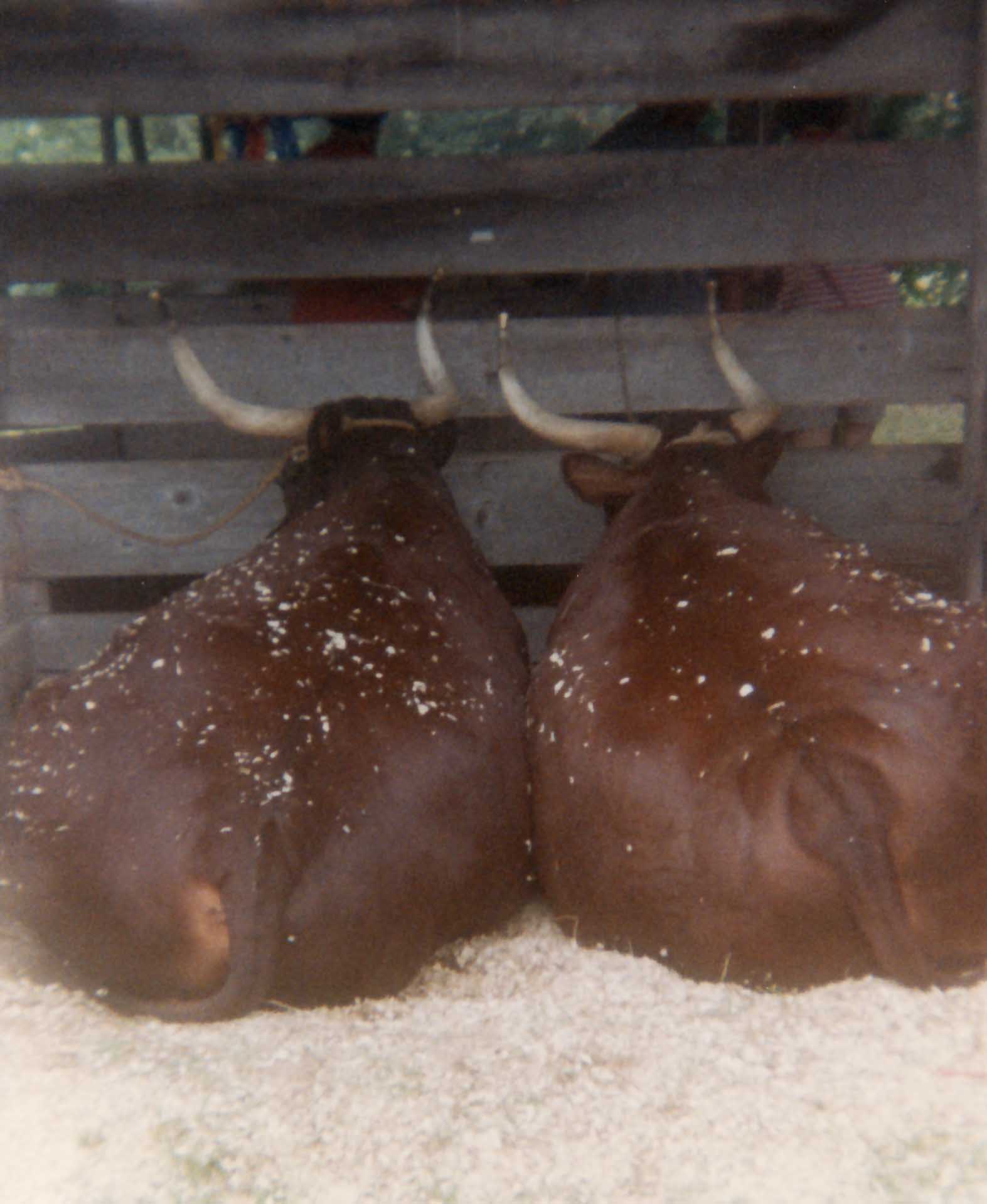 ag fair in martha's vineyard